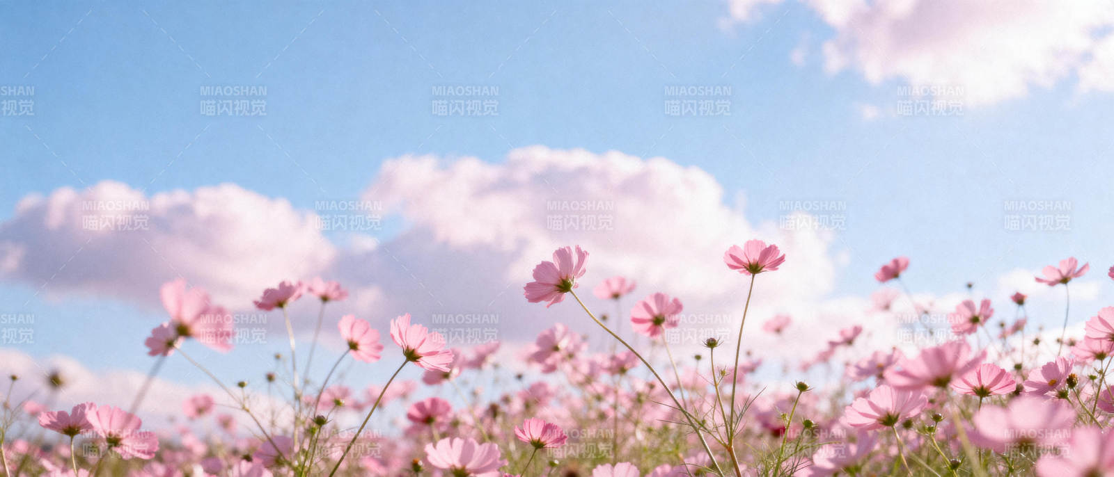 粉花映蓝天图片