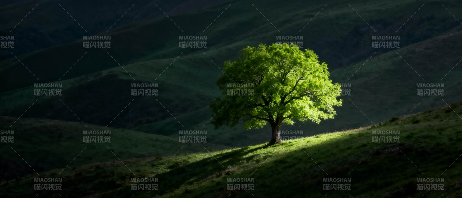 孤树映山光图片