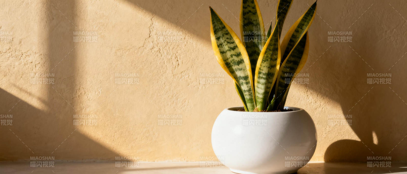 绿植光影静谧美图片