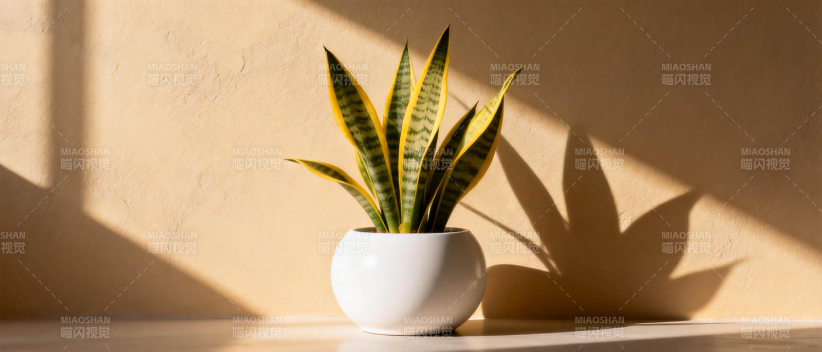 绿植光影静谧美图片