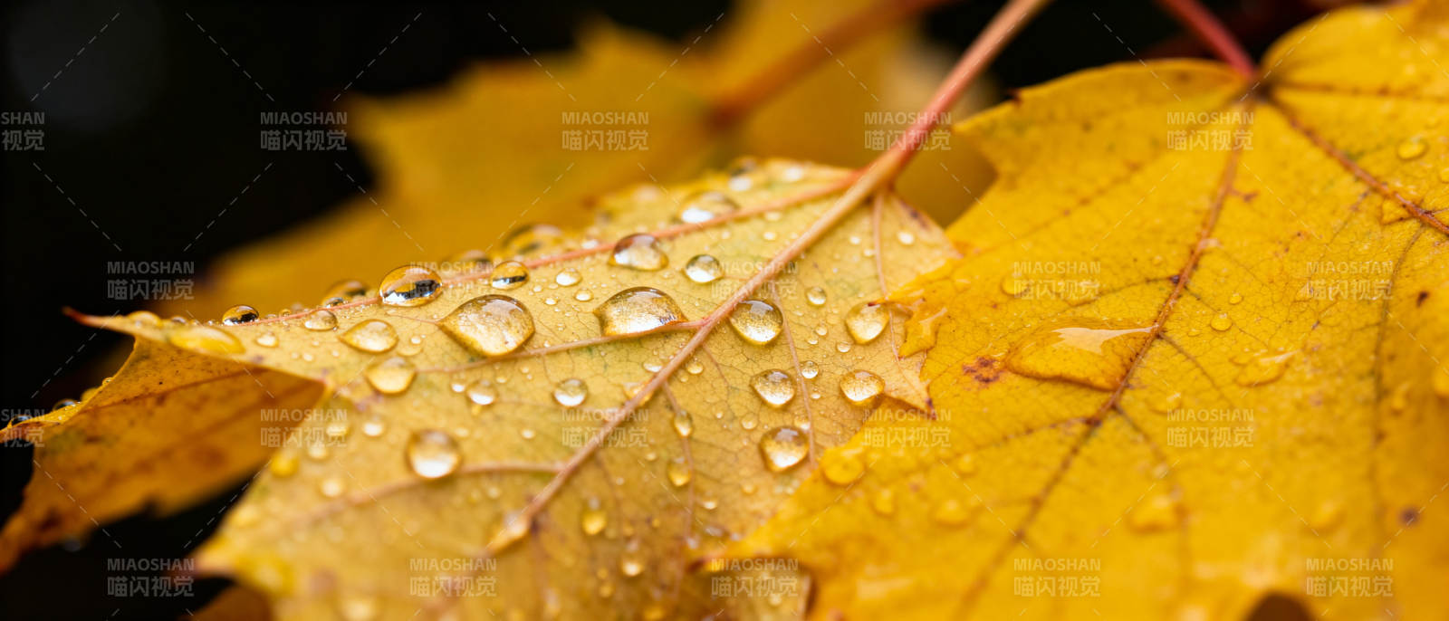 秋叶上的露珠图片