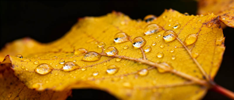 秋叶上的露珠图片