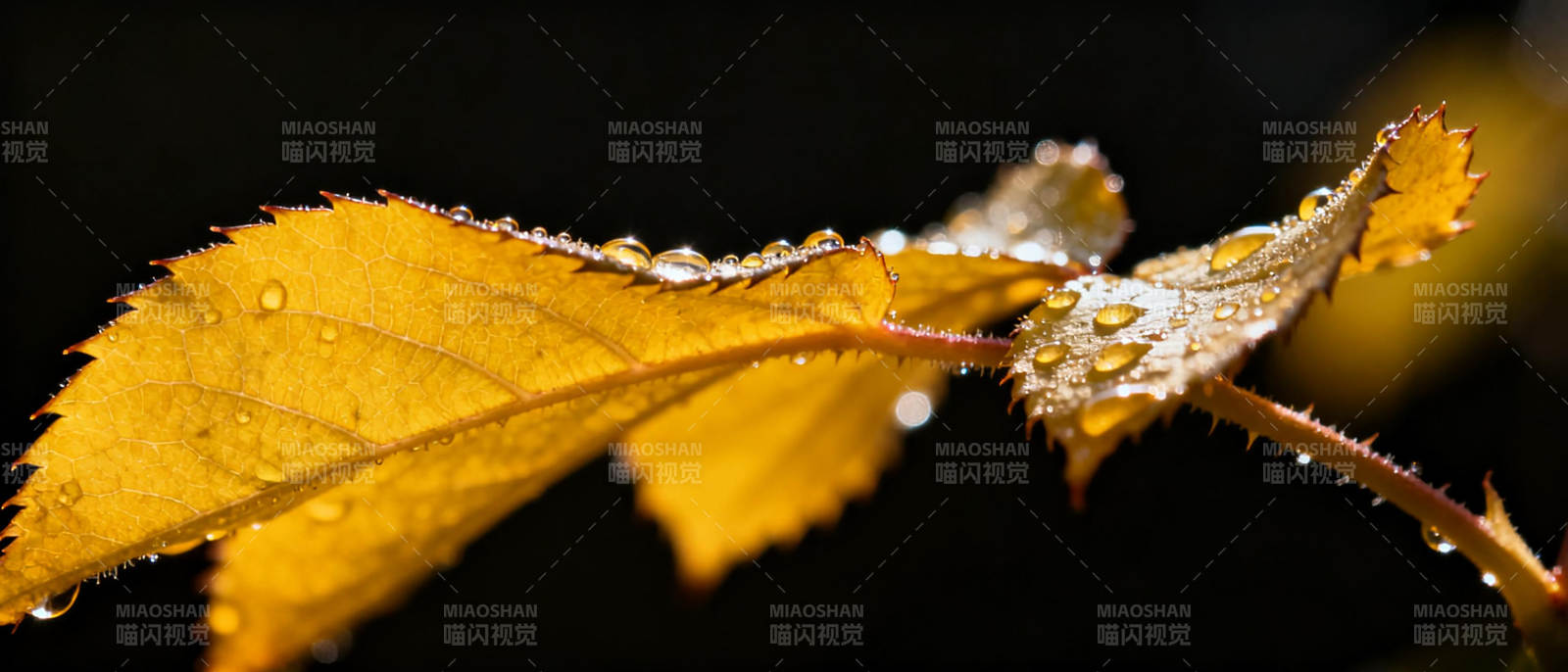 秋叶上的露珠图片