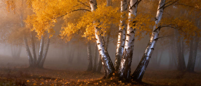 秋雾中的白桦林图片
