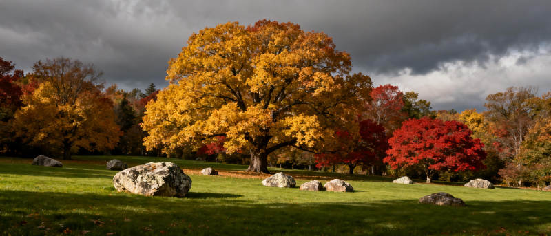 秋日公园美景图片