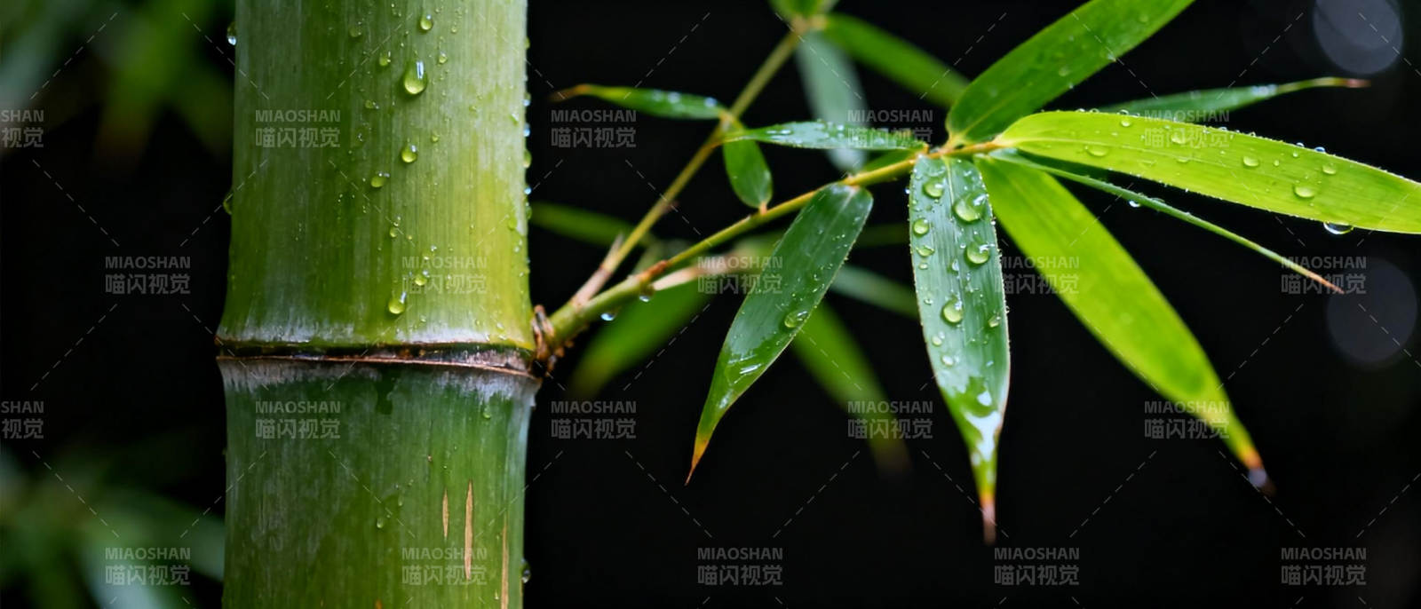 竹叶滴露 清新自然图片