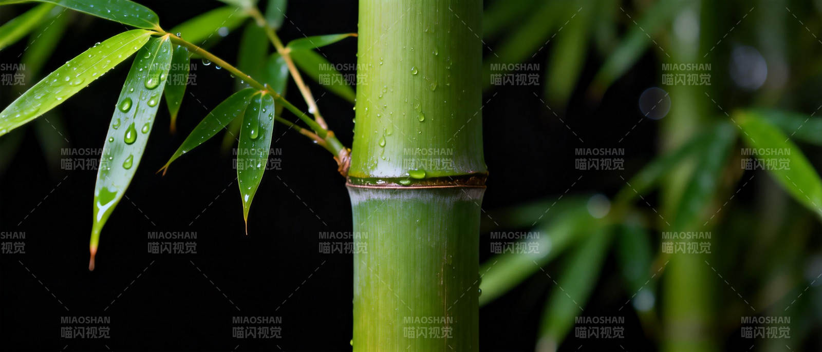 竹叶滴露 清新自然图片
