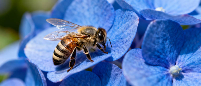 蜜蜂采蜜蓝花间图片