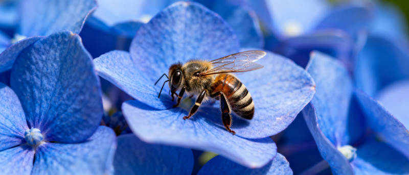 蜜蜂采蓝花蜜图片