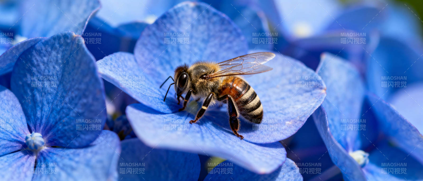 蜜蜂采蓝花蜜图片