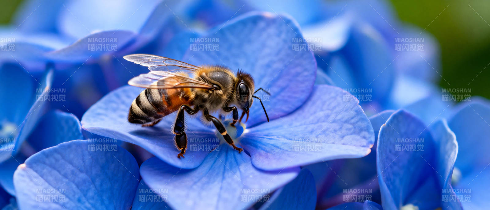 蜜蜂采蓝花蜜图片