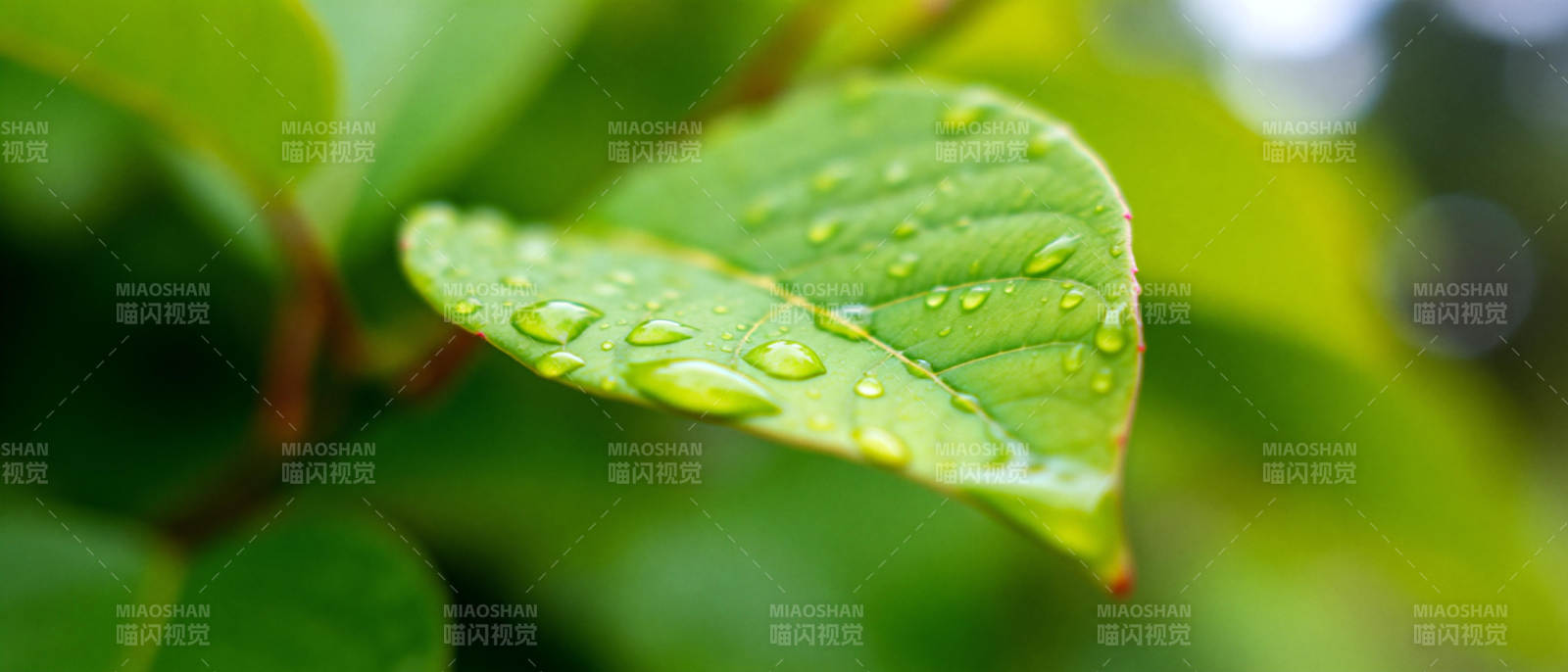 露珠点缀绿叶图片