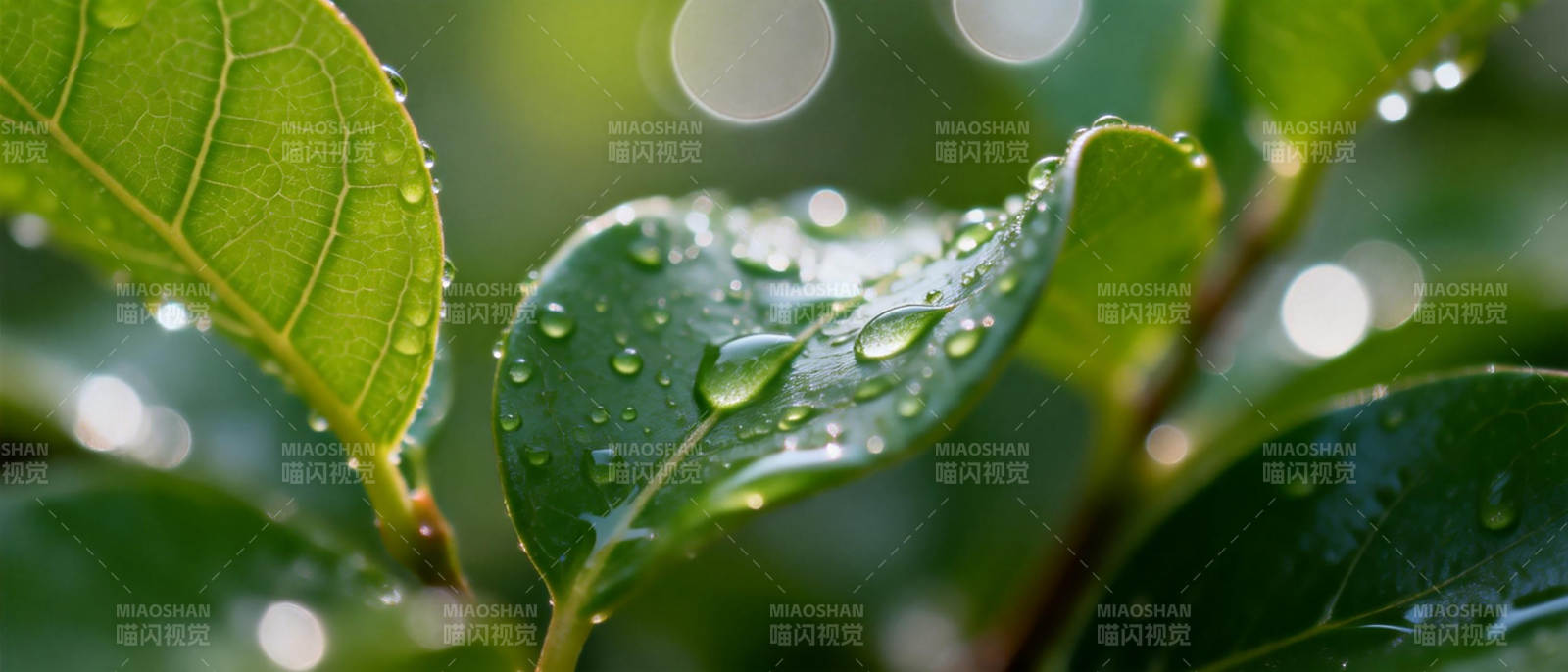 雨后绿叶晶莹图片