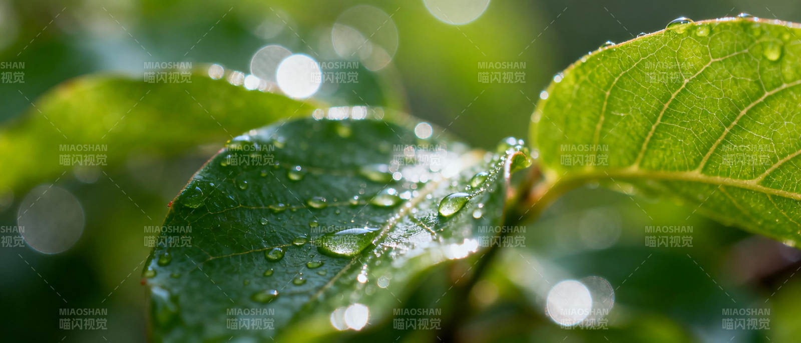 露珠点缀绿叶图片