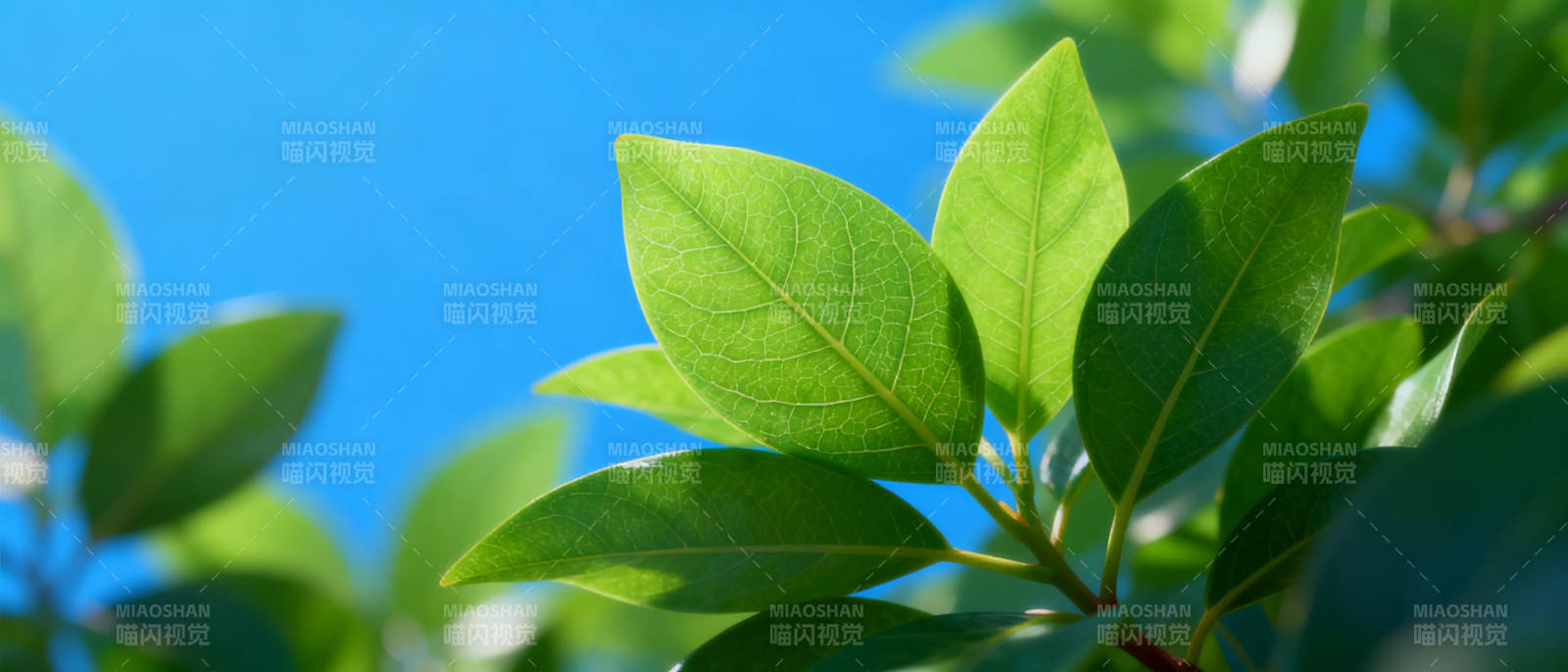 绿叶蓝天图片