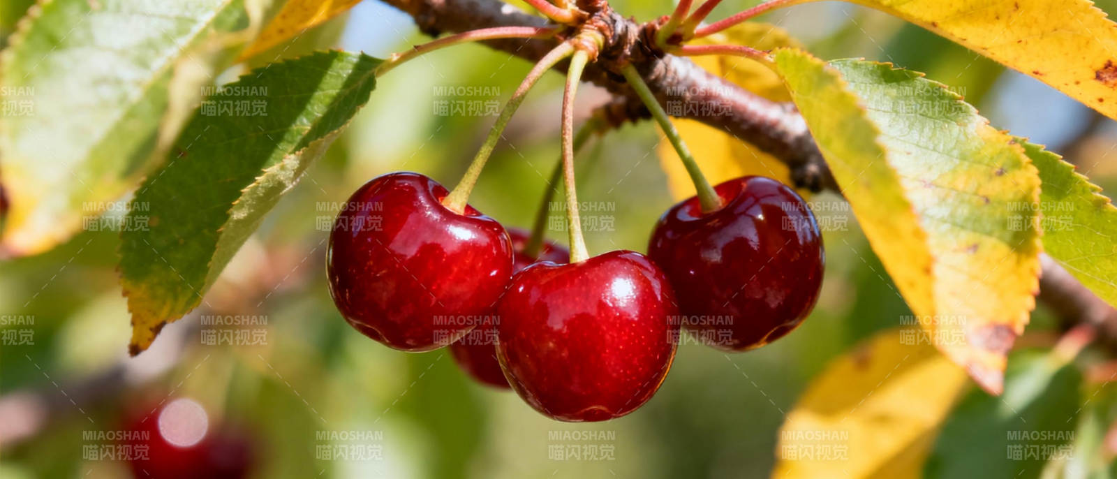 鲜红樱桃挂枝头图片