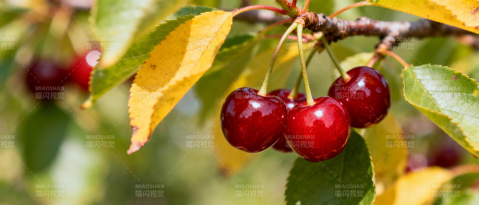 樱桃挂枝头图片