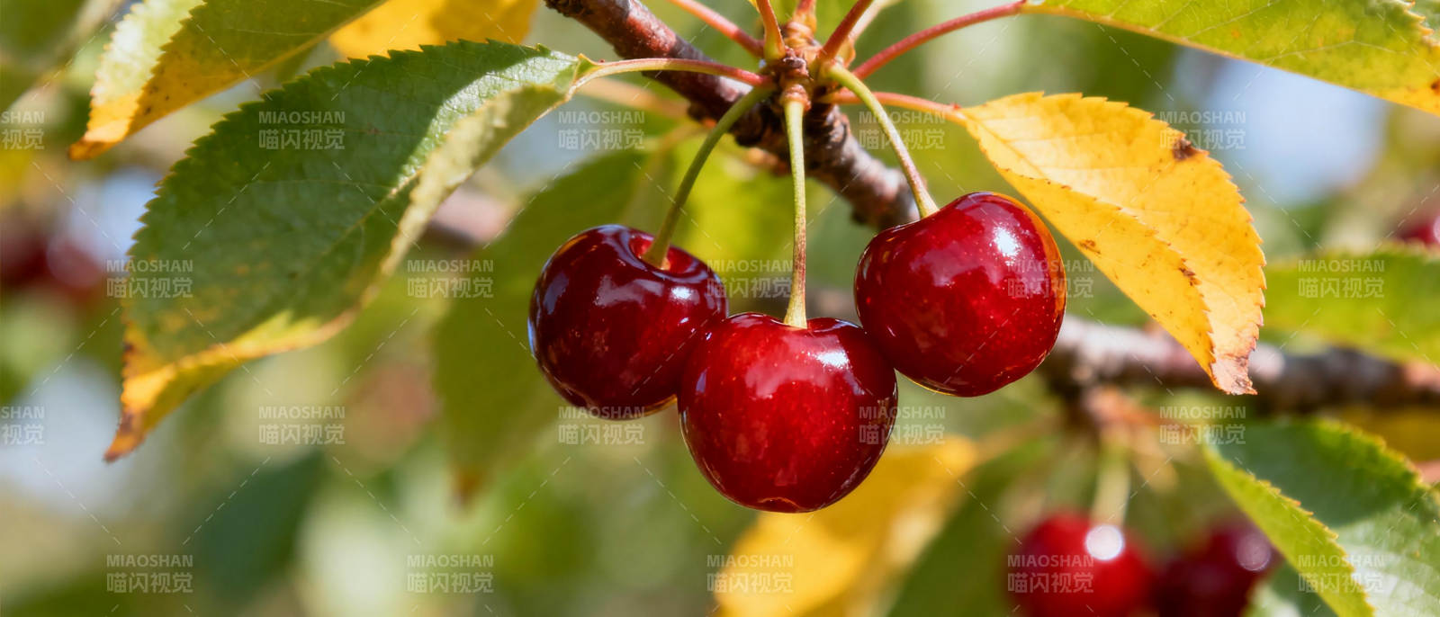 枝头红樱桃图片