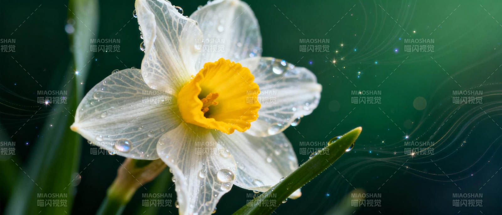 水珠点缀的水仙花图片