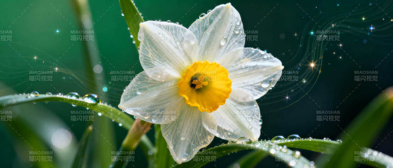 水珠映花 春意盎然图片