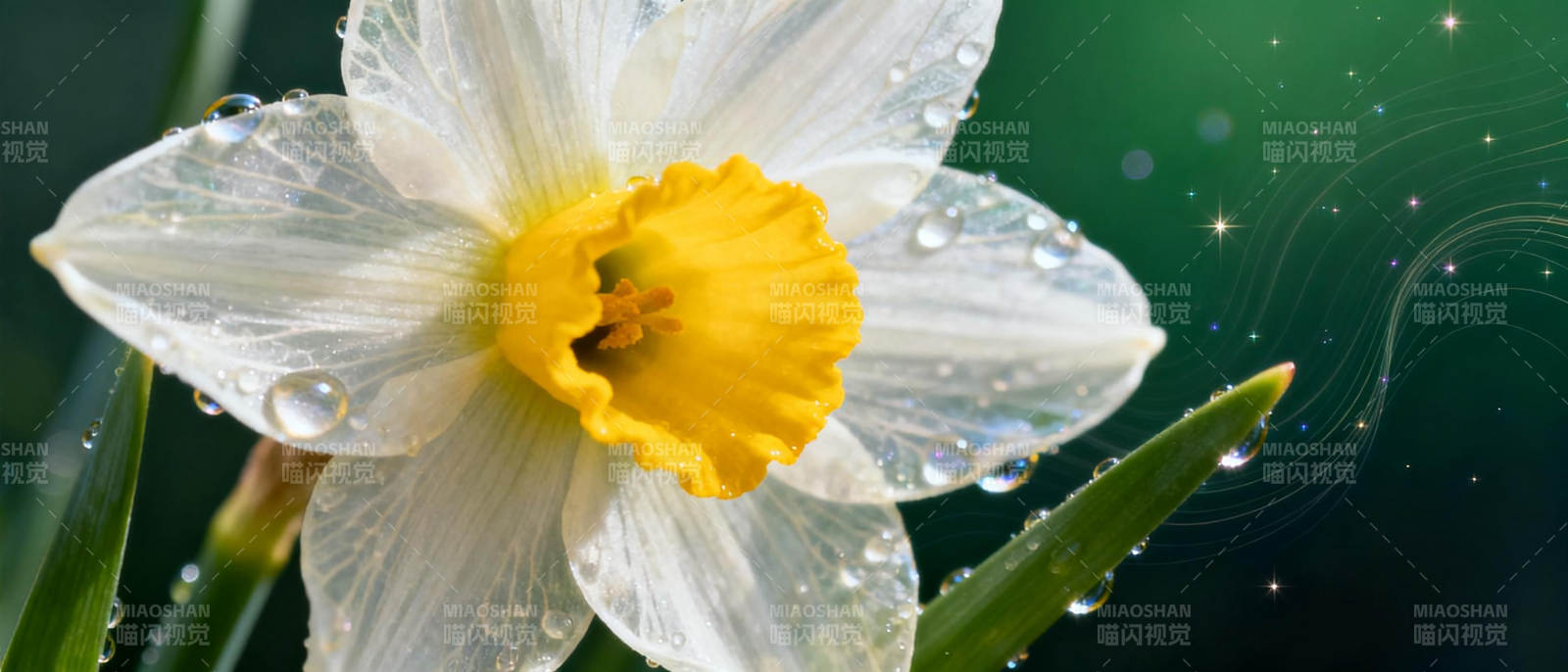 水珠点缀的黄白水仙图片