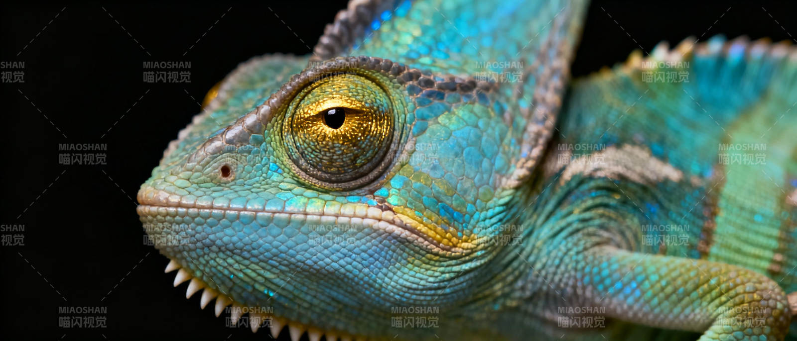蓝绿变色龙特写图片
