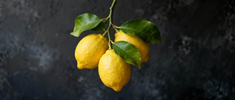 柠檬挂枝头图片