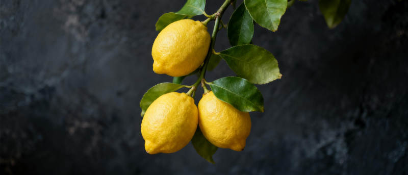 柠檬挂枝头图片