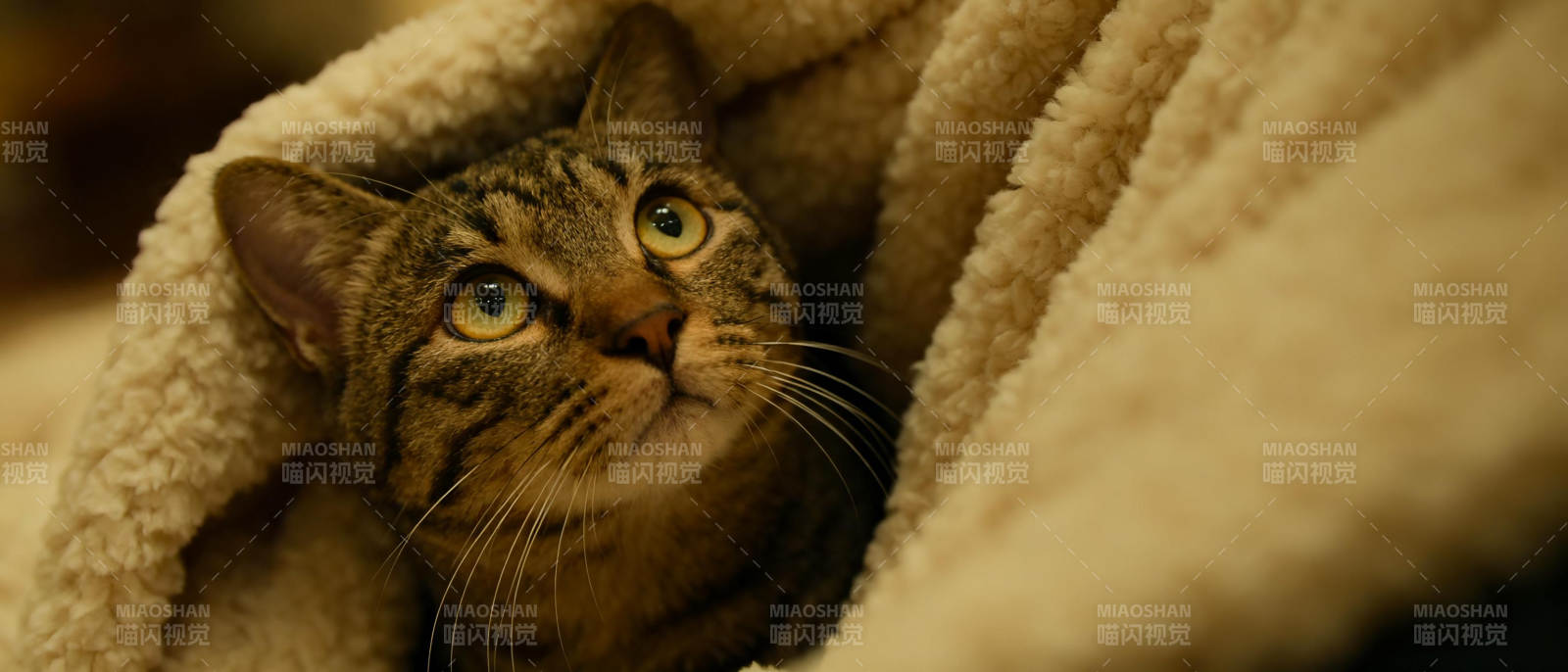 猫咪藏毯中图片