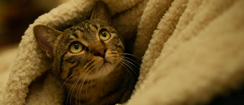 猫咪藏毯中图片