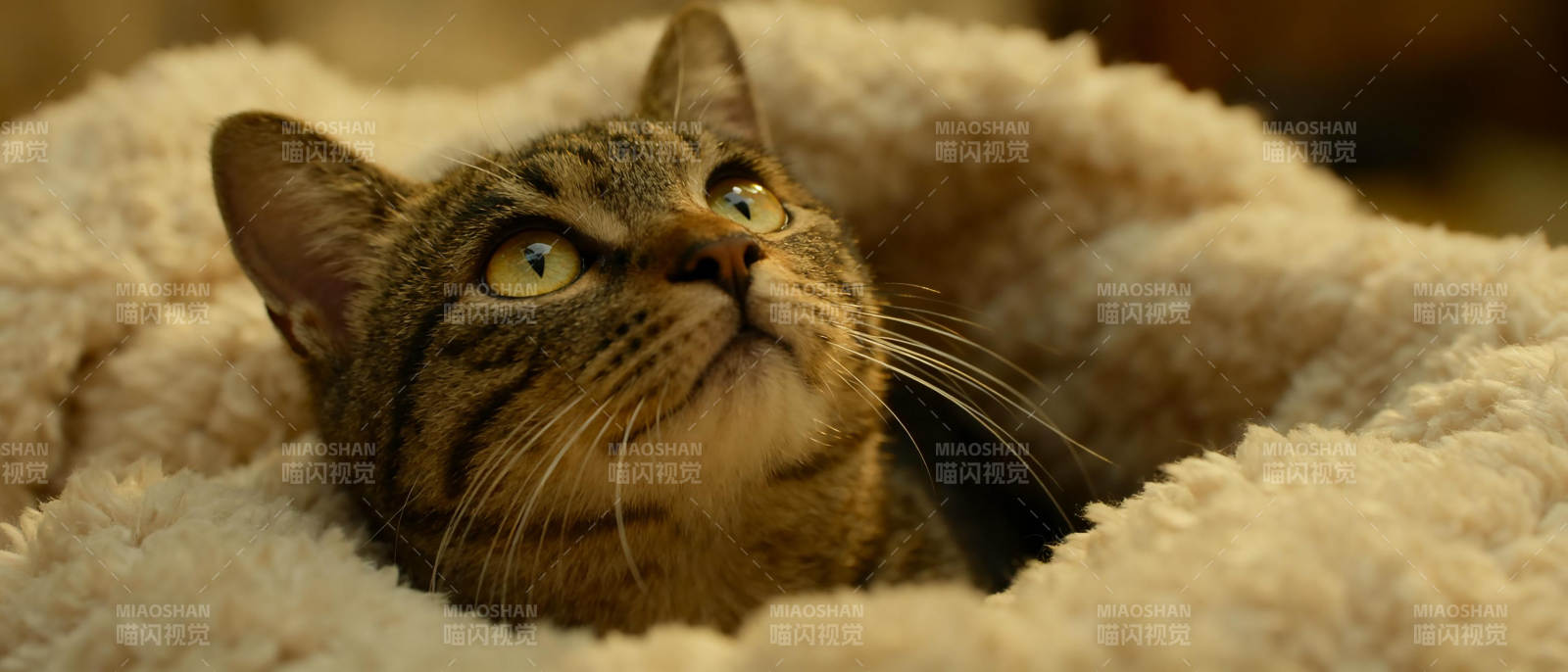 猫咪仰望好奇图片