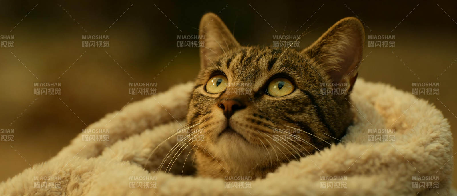 猫咪蜷缩温暖毛毯图片