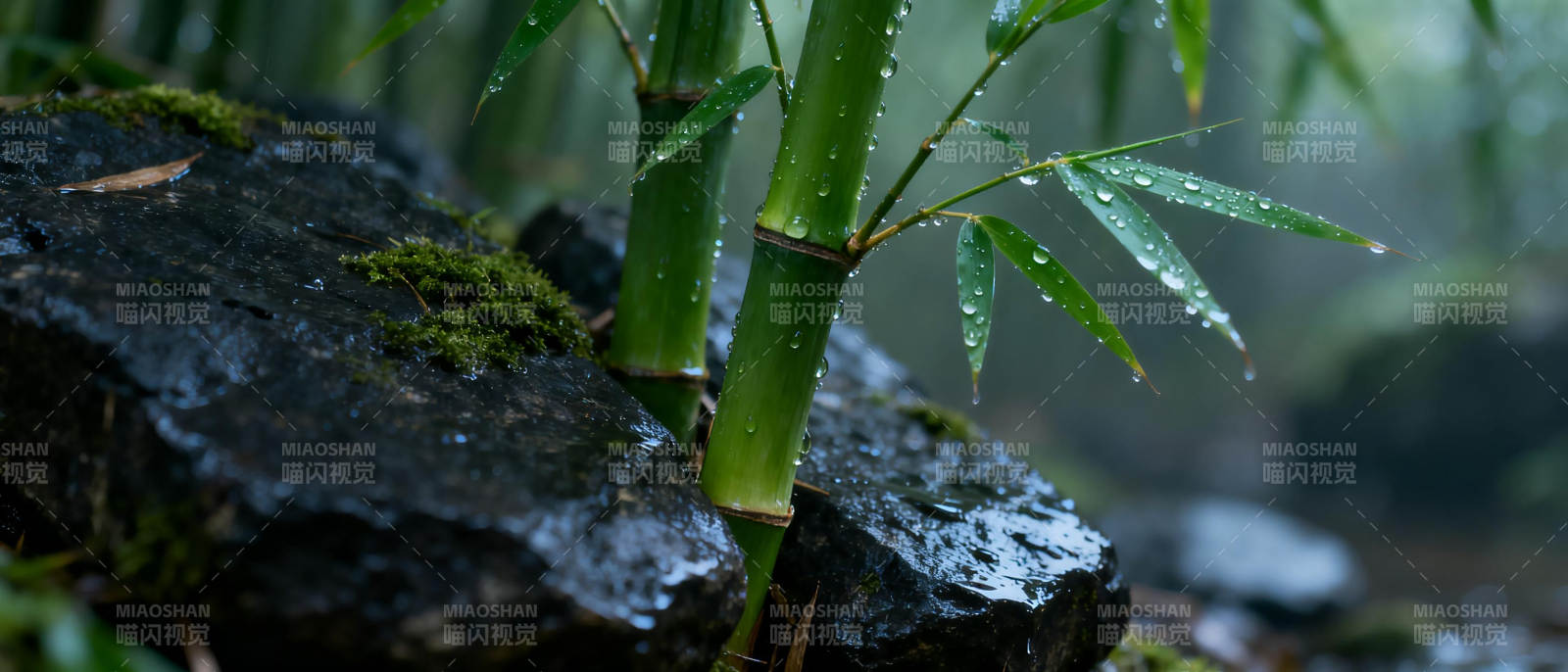 雨后竹影图片