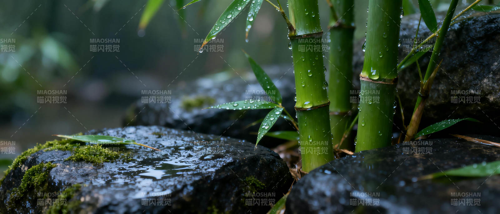 雨后竹影石上青图片