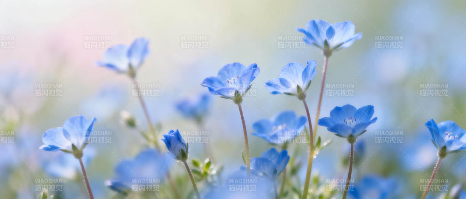 蓝花绽放春意浓图片