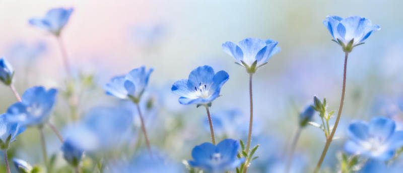 蓝花绽放春日景图片