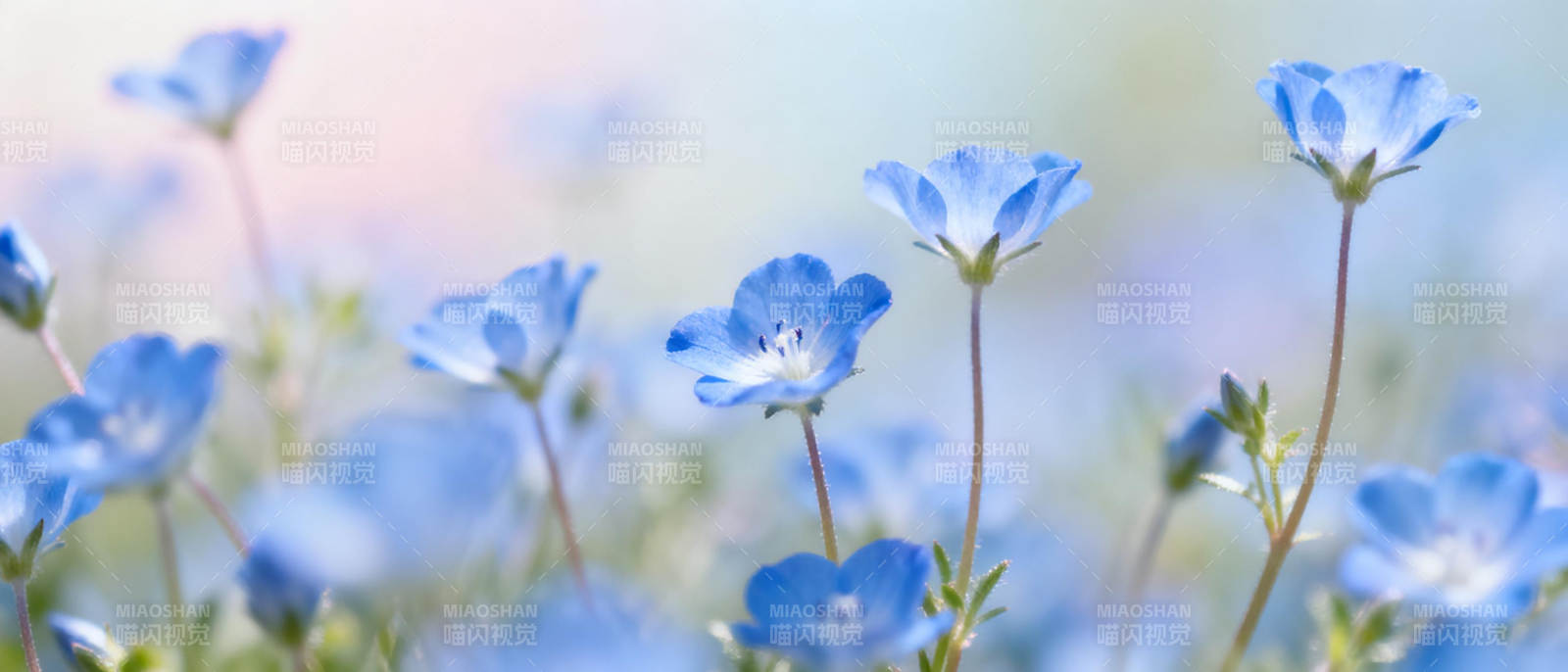 蓝花绽放春日景图片