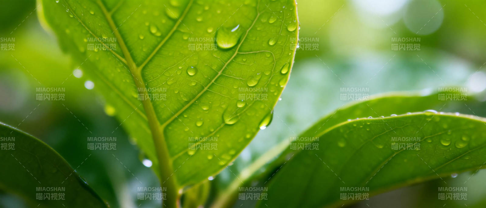 绿叶上的水珠图片