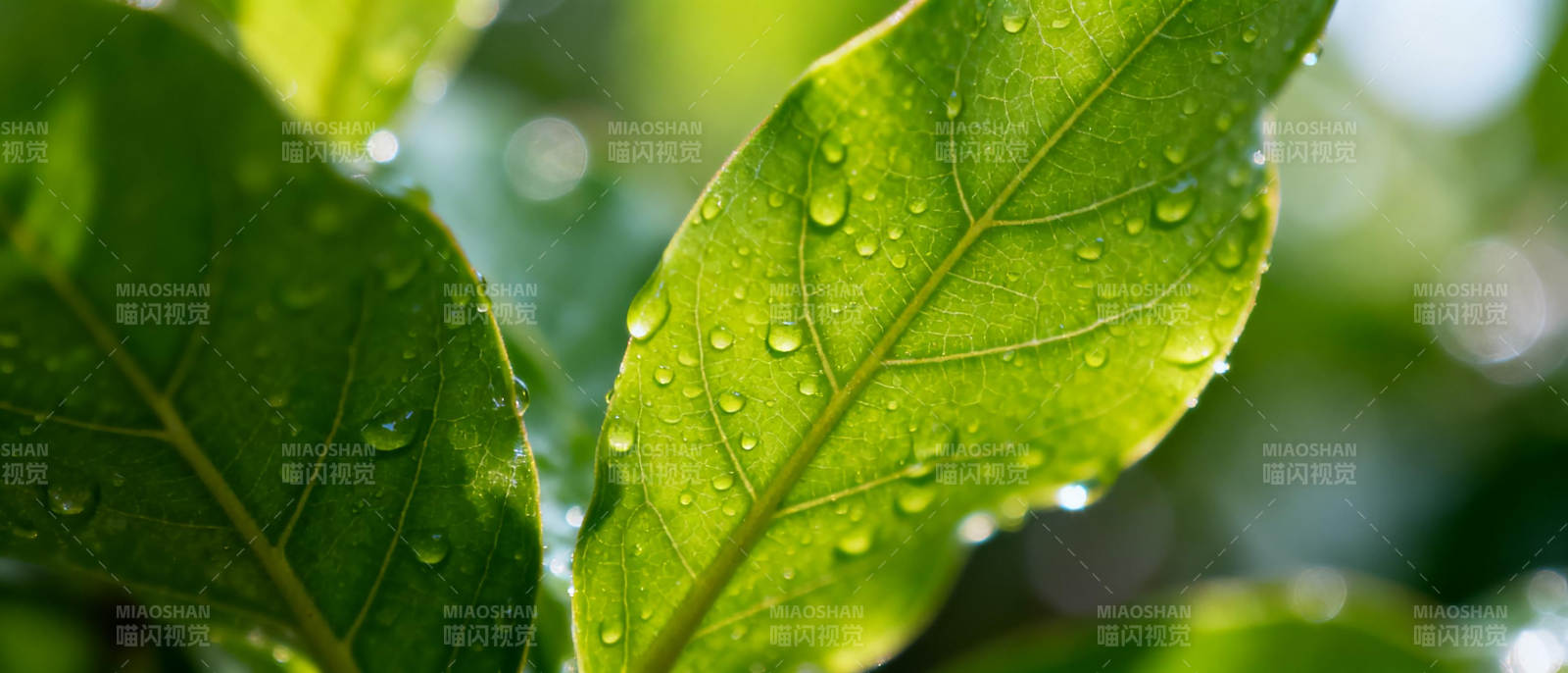 绿叶上的露珠图片