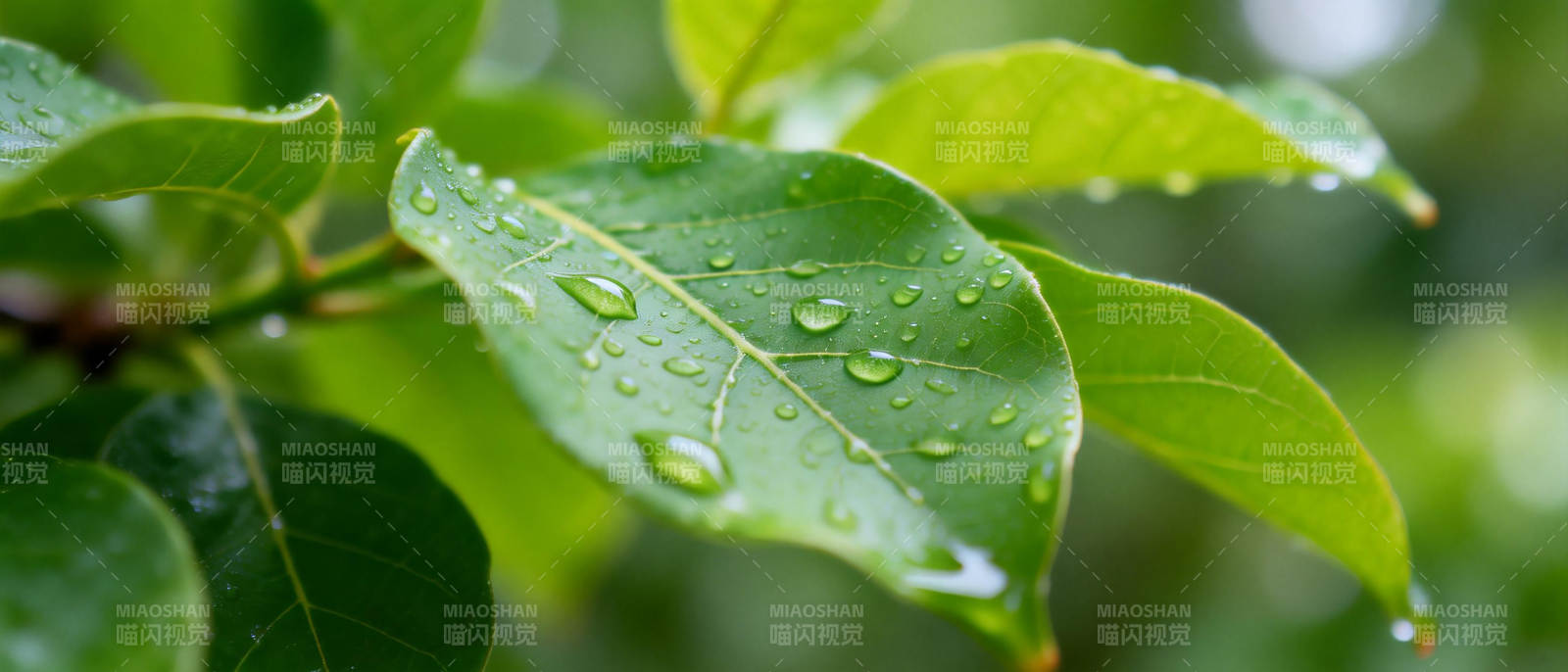 雨后绿叶晶莹图片