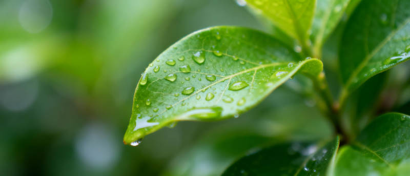 雨后绿叶晶莹图片