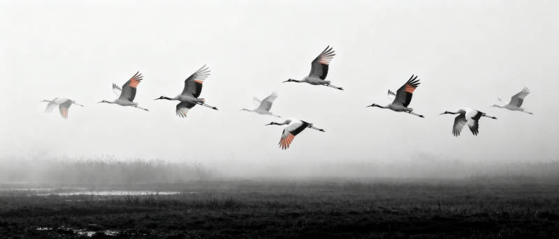 飞鸟掠过雾霭图片