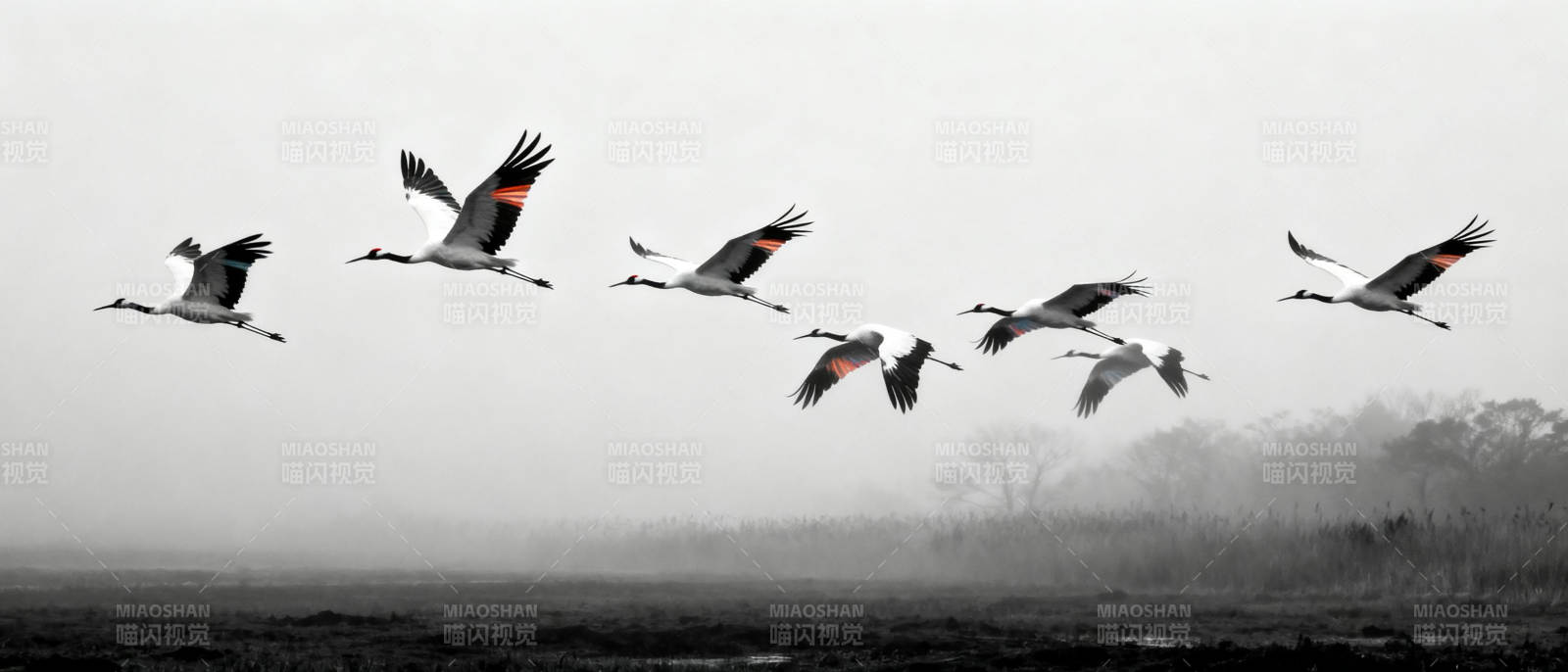 鹤群翱翔天际图片