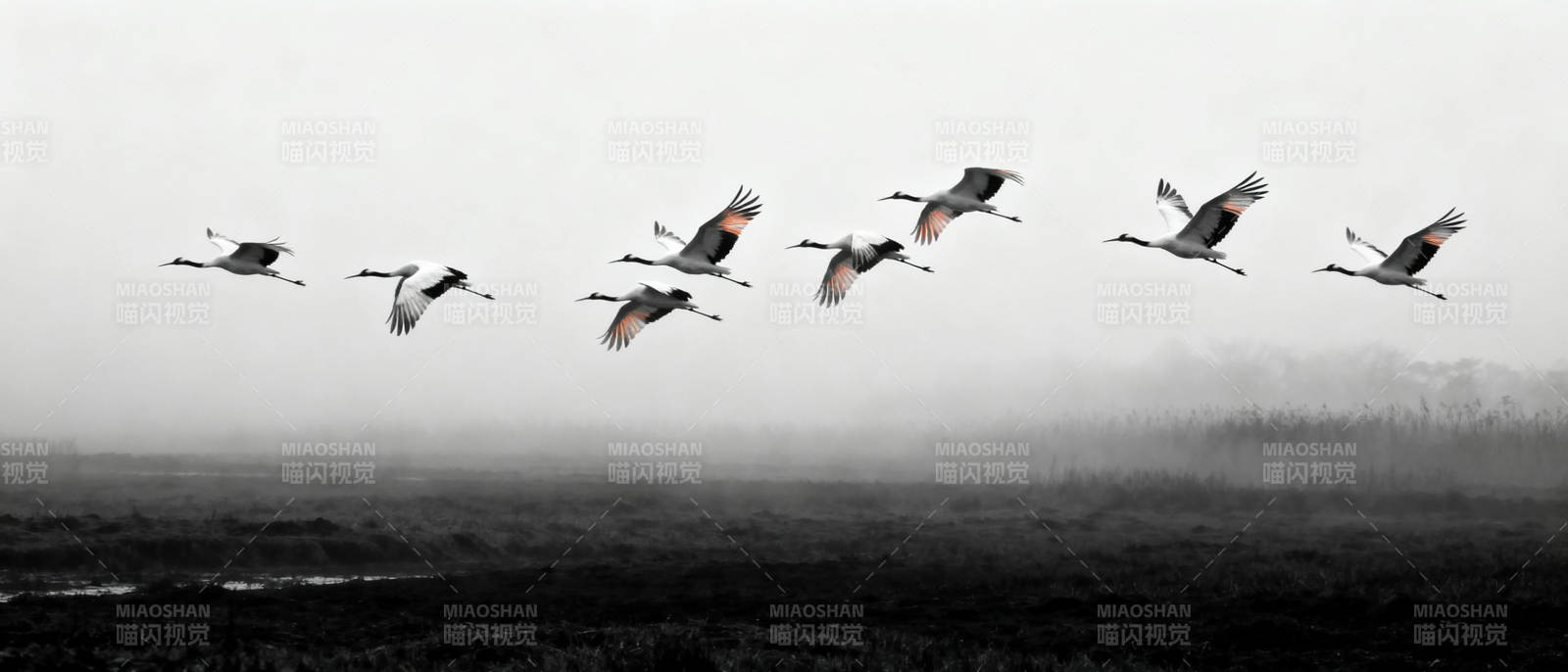 飞鸟掠过晨雾图片