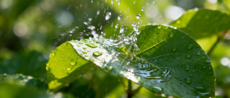 水珠跃动叶间图片