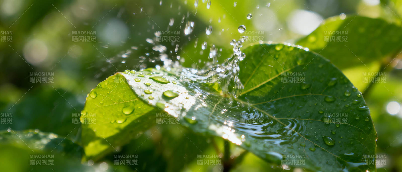 水珠跃动叶间图片