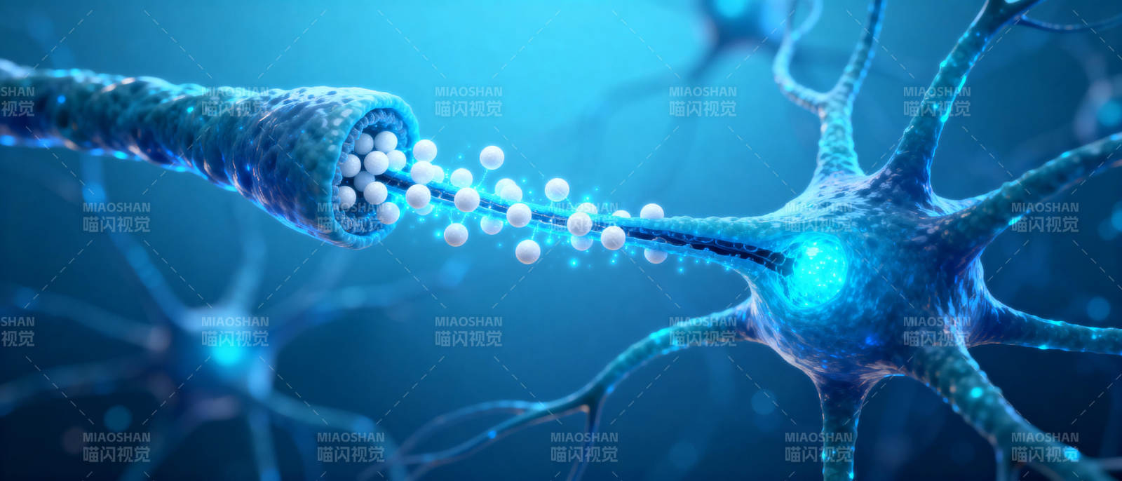 神经元传递信号图片