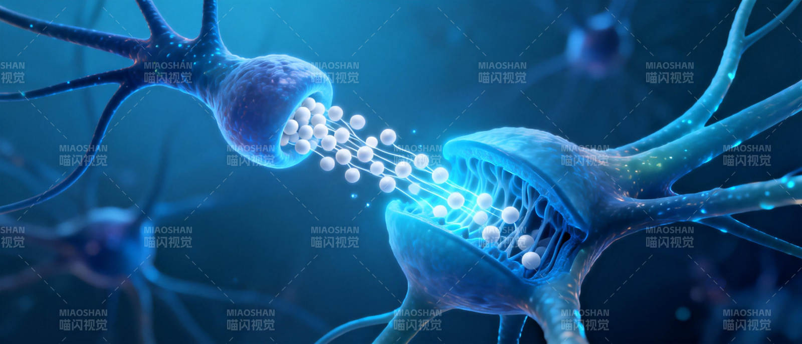 神经元传递信号图片