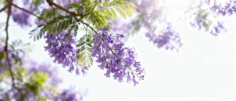 紫藤花绽放枝头图片