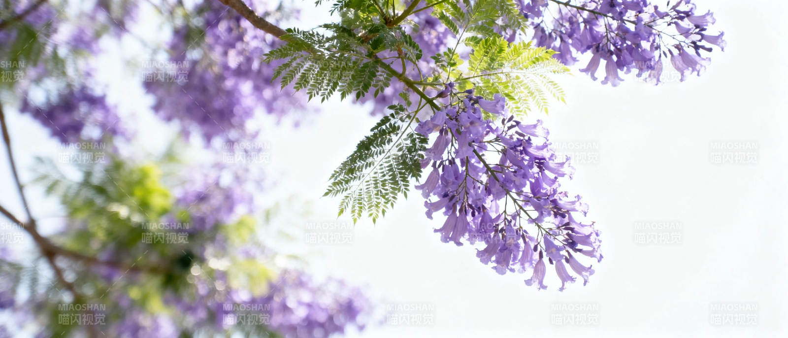 紫藤花开 春意盎然图片